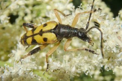 <i>Rutpela maculata</i>