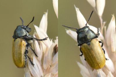 <i>Labidostomis longimana</i>