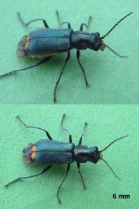 <i>Clanoptilus elegans</i>