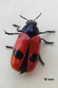 <i>Clytra laeviuscula</i>