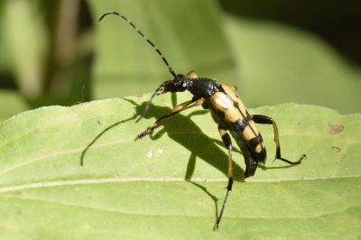 <i>Rutpela maculata</i>
