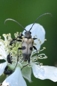 <i>Pachytodes cerambyciformis</i>