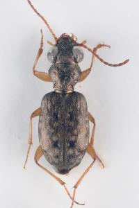 <i>Asaphidion curtum</i>