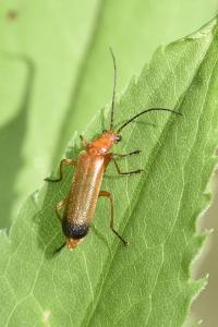 <i>Rhagonycha fulva</i>