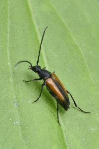<i>Stenurella melanura</i>