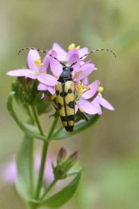 <i>Rutpela maculata</i>