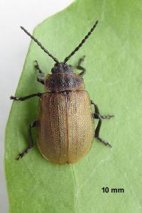 <i>Galeruca pomonae</i>