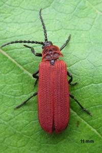 <i>Dictyoptera aurora</i>