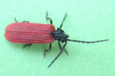 <i>Pyropterus nigroruber</i>