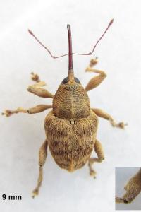 <i>Curculio pellitus</i>