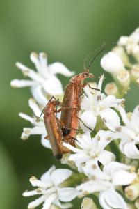 <i>Rhagonycha fulva</i>
