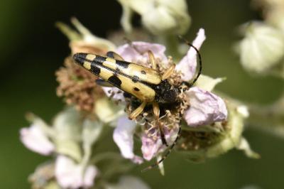 <i>Rutpela maculata</i>