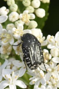 <i>Oxythyrea funesta</i>