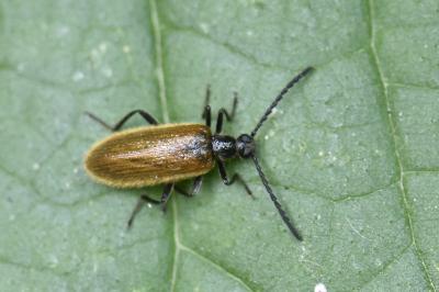 Lagria hirta