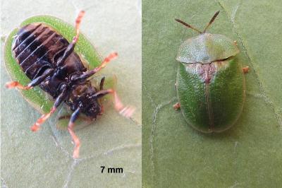 <i>Cassida rubiginosa</i>