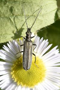 <i>Oedemera virescens</i>