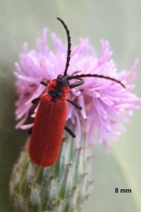 <i>Lygistopterus sanguineus</i>
