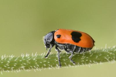 <i>Clytra laeviuscula</i>