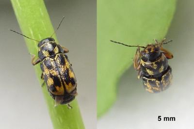 <i>Pachybrachis hieroglyphicus</i>