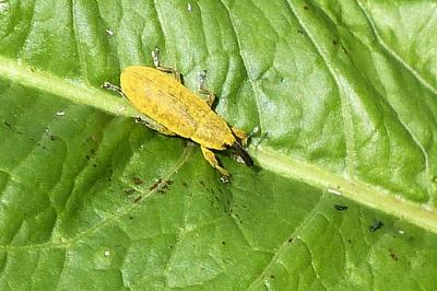 <i>Lixus</i>