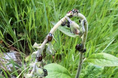 <i>Phyllopertha horticola</i>