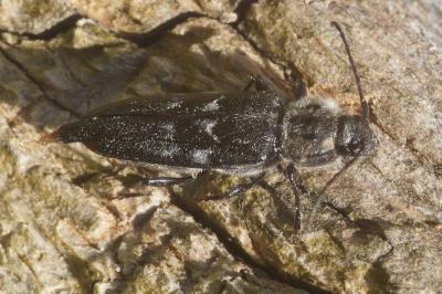 <i>Hylotrupes bajulus</i>