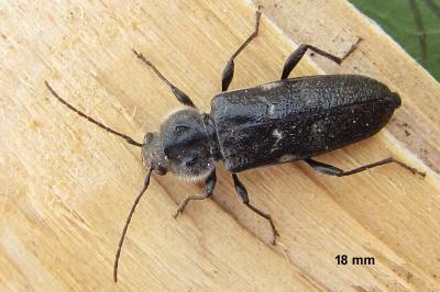 <i>Hylotrupes bajulus</i>