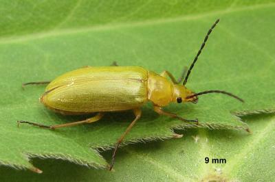 <i>Cteniopus sulphureus</i>