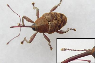 <i>Curculio nucum</i>