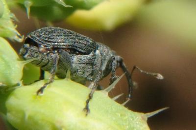 <i>Ceutorhynchus rapae</i>