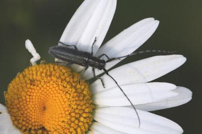 <i>Agapanthia cardui</i>