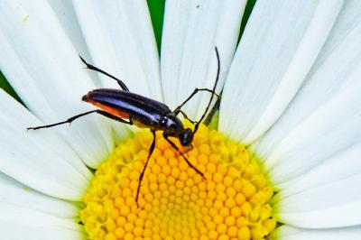 <i>Rutpela nigra</i>