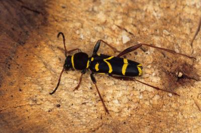 <i>Clytus arietis</i>