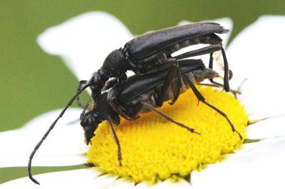 <i>Leptura aethiops</i>