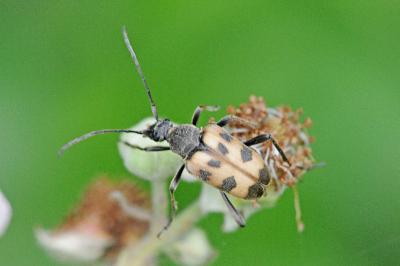 <i>Pachytodes cerambyciformis</i>