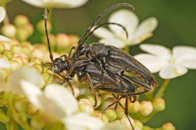 <i>Leptura aethiops</i>