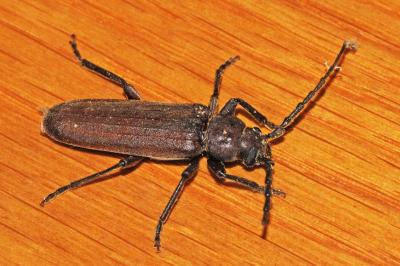<i>Arhopalus rusticus</i>
