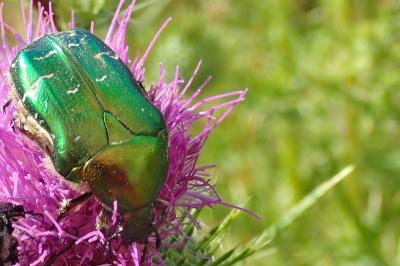 <i>Cetonia aurata</i>