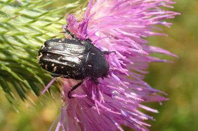 <i>Oxythyrea funesta</i>