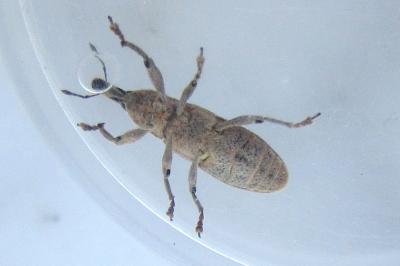 <i>Lixus punctiventris</i>