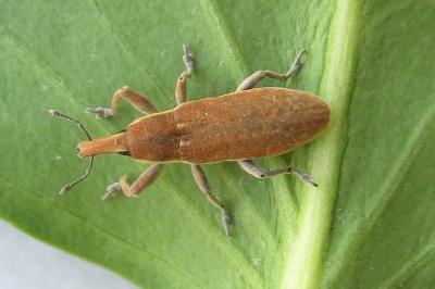<i>Lixus punctiventris</i>