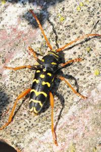 <i>Plagionotus arcuatus</i>