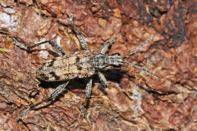 <i>Rhagium inquisitor</i>