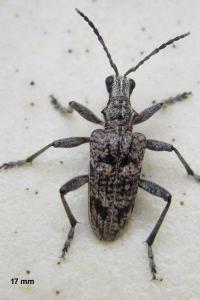 <i>Rhagium inquisitor</i>