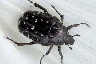 <i>Oxythyrea funesta</i>