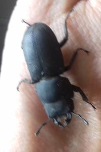 <i>Dorcus parallelipipedus</i>