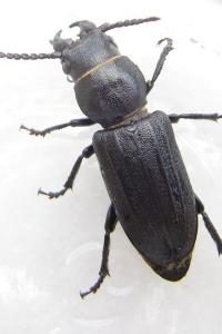 <i>Spondylis buprestoides</i>