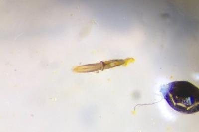 <i>Phyllotreta</i>