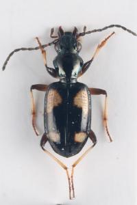 <i>Bembidion genei</i>