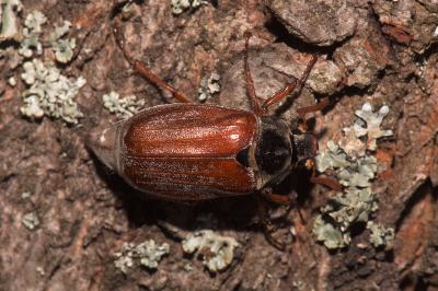 <i>Melolontha melolontha</i>